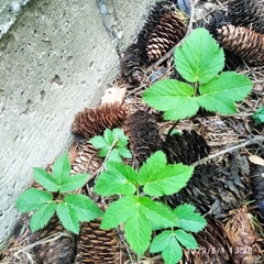 Aegopodium podagraria