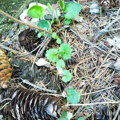 Glechoma hederacea