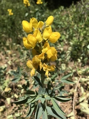 Thermopsis