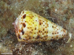Conus canariensis