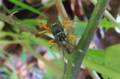 Diphyus quadripunctorius