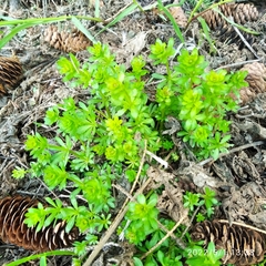 Galium mollugo