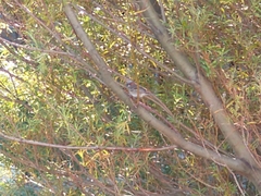 Zonotrichia capensis