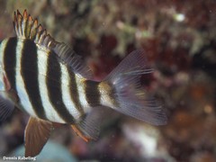 Lernaea