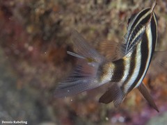 Lernaea