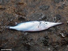 Macroramphosus gracilis