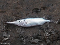 Macroramphosus gracilis