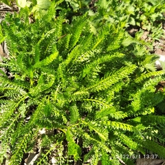 Achillea millefolium