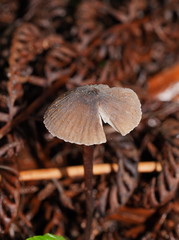 Mycena cystidiosa