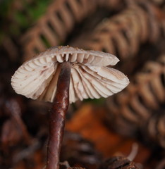 Mycena cystidiosa