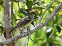 Vireo crassirostris