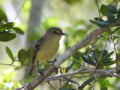 Vireo crassirostris