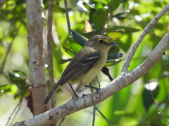 Vireo crassirostris