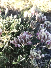 Trifolium dasyphyllum