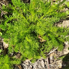 Tripleurospermum inodorum