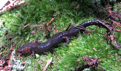 Desmognathus imitator