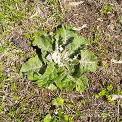 Arctium tomentosum