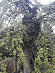 Ulmus glabra camperdownii