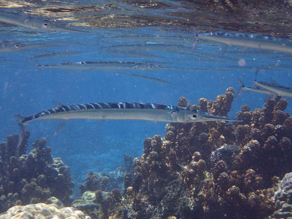 Crocodile Needlefish (Reef Fish of the Hawaiian Islands) · iNaturalist