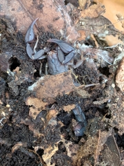 Pseudouroctonus reddelli