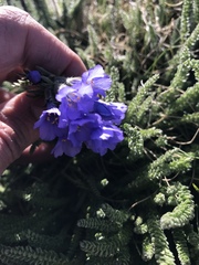 Polemonium viscosum