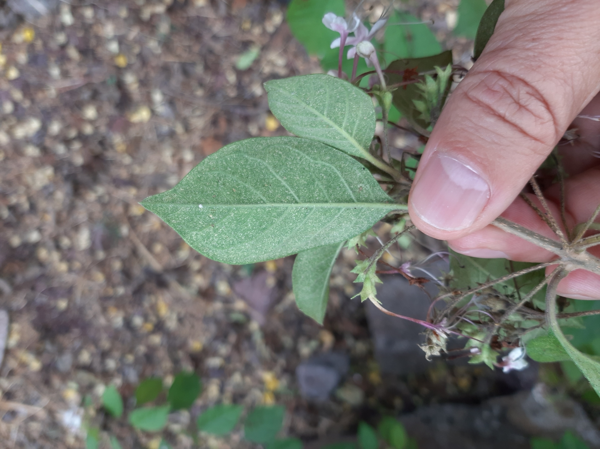 Volkameria mollis image