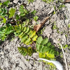 Pimpinella saxifraga