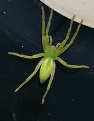 Micrommata virescens