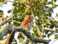 Glaucidium palmarum