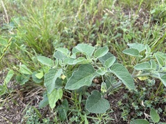 Physalis mollis