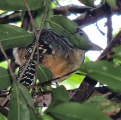 Hypoedaleus guttatus
