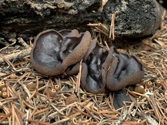 Plicaria endocarpoides