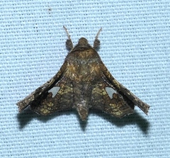 Dysodia granulata