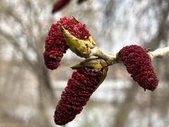 Populus deltoides