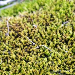 Bryopsida