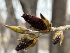 Populus deltoides