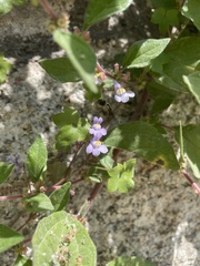 Cymbalaria muralis