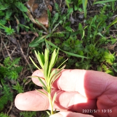 Linaria vulgaris