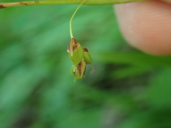 Carex austrocaroliniana