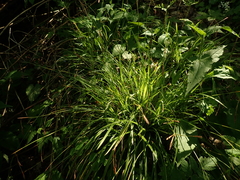 Carex austrocaroliniana