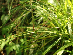 Carex austrocaroliniana