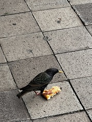 Sturnus vulgaris