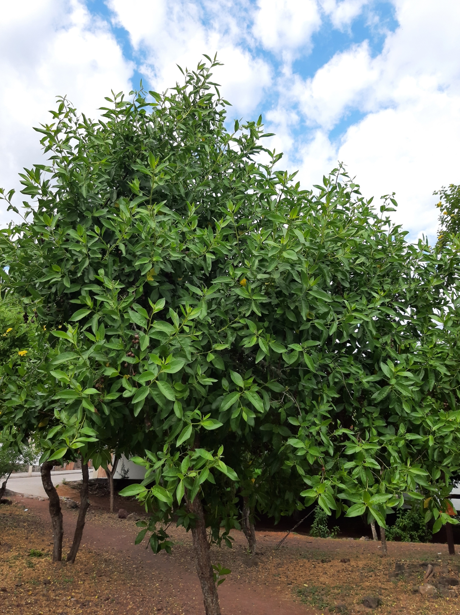 Conocarpus erectus image