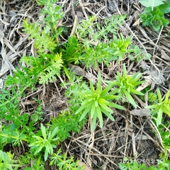Linaria vulgaris