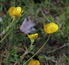 Ranunculus multifidus