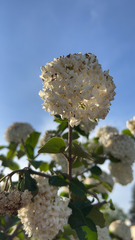 Viburnum carlesii
