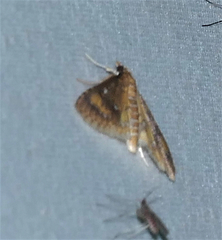 Niphograpta albiguttalis