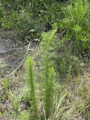 Eupatorium capillifolium image