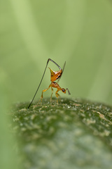 Philotrypesis caricae