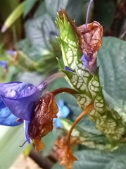 Eranthemum